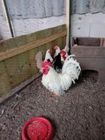 Chabo/japanse krielen., Dieren en Toebehoren, Pluimvee, Meerdere dieren, Kip