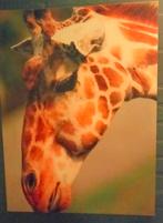 Canvas doek Giraf, Ophalen