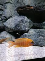 Malawi Cichliden: Aulonocara Rubin Red Man 10 cm, Vis