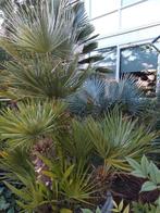 Trachycarpus fortunei van 50 euro nu tijdelijk 30 euro, Ophalen of Verzenden, Volle zon, Palmboom, Minder dan 100 cm