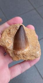 Mosasaurus tand in origineel matrix dinosaurus fossiel, Verzamelen, Mineralen en Fossielen, Ophalen of Verzenden, Fossiel