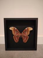 XXL Vlinder in zwarte lijst Attacus Atlas Vlinder taxidermie, Verzamelen, Dierenverzamelingen, Ophalen of Verzenden, Nieuw, Insect