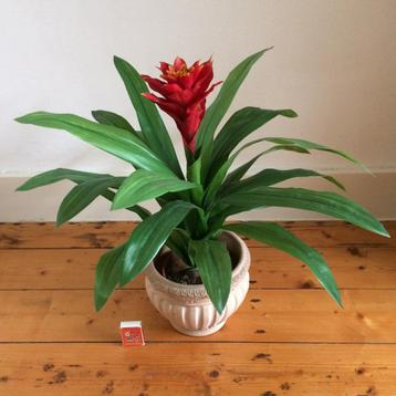 Bromelia Guzmania kokerplant groen rood levensecht in pot beschikbaar voor biedingen