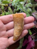 Carcharodontosaurus kem kem Marokko fossiel dinosaurus dino, Verzamelen, Mineralen en Fossielen, Ophalen of Verzenden, Fossiel