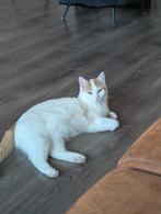 Poezen 2 zusjes, Dieren en Toebehoren, Poes, Kortharig, 0 tot 2 jaar