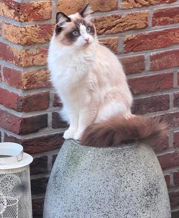 Te koop herplaatser Ragdoll Seal bicolor met stamboom  beschikbaar voor biedingen
