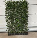 Groene schutting - Hedera kant en klaar haag - Hedera scherm, Ophalen of Verzenden, Hout, Minder dan 3 meter, 1 tot 2 meter
