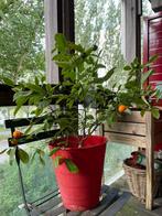 Citrus calamondin - Calamondin Orange Tree, Ophalen, Minder dan 100 cm, Lente, Volle zon