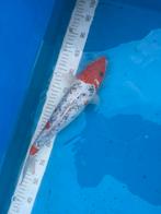Koi, Dieren en Toebehoren, Karper of Koi