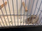 Glosters, Dieren en Toebehoren, Vogels | Kanaries, Meerdere dieren, Postuurkanarie