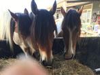 stalling voor pony aangeboden, Dieren en Toebehoren, Stalling en Weidegang, Weidegang, 1 paard of pony