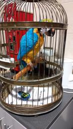 pratende papegaai met koperen kooi + beschrijving 0626604113