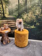 Super mooi bearface pomeriaan pupje, Dieren en Toebehoren, Particulier, Rabiës (hondsdolheid), 15 weken tot 1 jaar, Buitenland