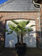 AANBIEDING: TRACHYCARPUS WAGNERIANUS of MEERSTAMMIG FORTUNEI, In pot, Halfschaduw, Ophalen of Verzenden, 100 tot 250 cm