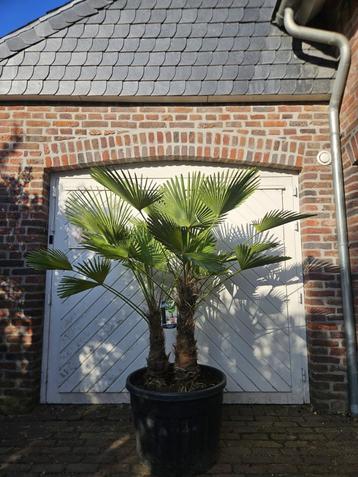 AANBIEDING: TRACHYCARPUS WAGNERIANUS of MEERSTAMMIG FORTUNEI beschikbaar voor biedingen