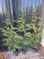 Leylandii coniferen 125-150 cm potgekweekt ruime voorraad!, Tuin en Terras, Planten | Struiken en Hagen, Ophalen of Verzenden