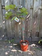 Vijgenboom ficus carica 100/105cm hoog winterhard, Ophalen, Vijgenboom