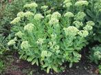 Mooie sedum plant, moet nog gaan bloeien, Tuin en Terras, Volle zon, Vaste plant, Herfst, Ophalen