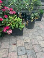 Potten en planten, Tuin en Terras, Planten | Tuinplanten, Ophalen of Verzenden, Zomer, Overige soorten, Volle zon