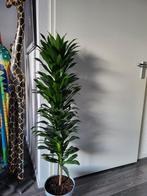 Dracena compacta, Huis en Inrichting, Ophalen, Overige soorten, Minder dan 100 cm