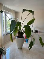 Mooie plant, Huis en Inrichting, Ophalen, Overige soorten, Minder dan 100 cm
