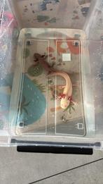 Axolotls man en vrouw te koop, Dieren en Toebehoren, Amfibie, 0 tot 2 jaar