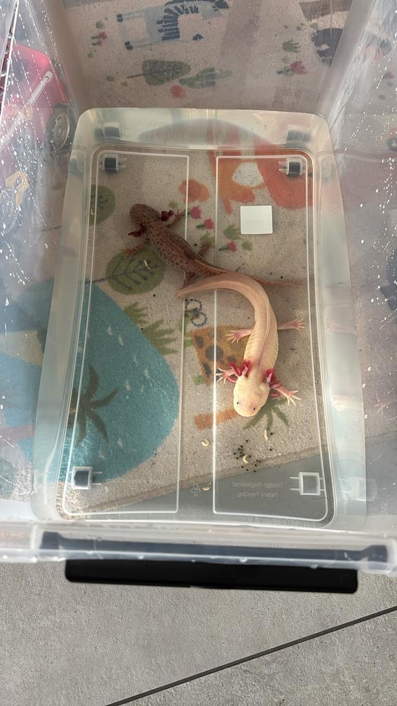Axolotls man en vrouw te koop, Dieren en Toebehoren, Reptielen en Amfibieën, Amfibie, 0 tot 2 jaar