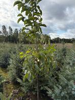 Walnotenboom, notenboom Boxtel, plantgoed, Tuin en Terras, Planten | Bomen, Ophalen, Volle zon, Overige soorten