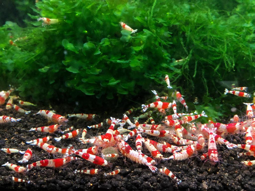 Crystal Red garnaaltjes (A-gradatie en hoger), Kreeft, Krab of Garnaal, Zoetwatervis