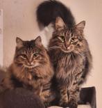 Bijzondere katten zoeken bijzondere mensen, Dieren en Toebehoren, Meerdere dieren, Langharig, 0 tot 2 jaar