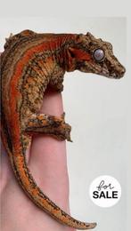 Koppeltje gargoyle gekko’s 1.1, Hagedis, Tam, 3 tot 6 jaar