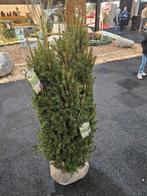 HAAG Taxus media Rising Star Venijnboom, Taxus wintergroen, Overige soorten, Vaste plant, Ophalen of Verzenden, Bloeit niet