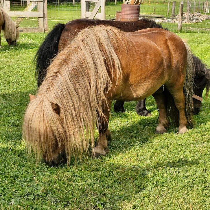 Prachtige mini hengst!, Dieren en Toebehoren, Pony's, Meerdere dieren, A pony (tot 1.17m), 0 tot 2 jaar