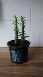 Cylindropuntia Subalata, 17 cm hoog, Huis en Inrichting, Kamerplanten, Ophalen, Vetplant