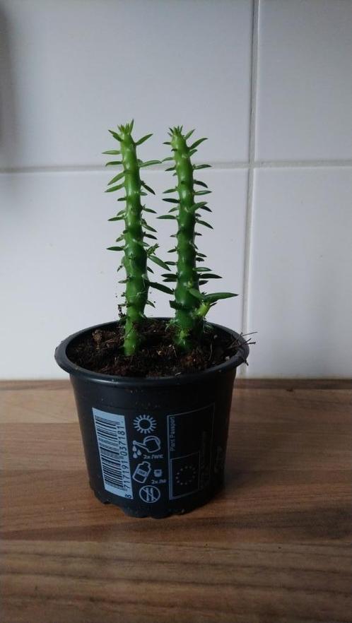 Cylindropuntia Subalata, 17 cm hoog, Huis en Inrichting, Kamerplanten, Vetplant, Ophalen