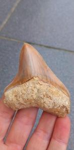 Mooie Megalodon haaientand fossiel uit Indonesie, Verzamelen, Mineralen en Fossielen, Ophalen of Verzenden, Fossiel
