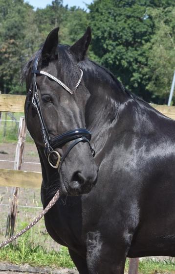 Gezocht: Brave Paarden/Pony's In Lage Prijsklasse beschikbaar voor biedingen