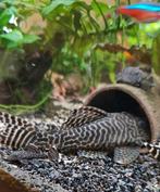 L-nummer,  L333 King Tiger Pleco (Hypancistrus sp.) 9 stuks, Vis, Zoetwatervis
