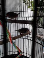 Koppeltje zeebravinken  plus kooi, Dieren en Toebehoren, Meerdere dieren, Tropenvogel, Geringd