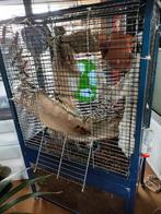 Ratten-graaf-biobak-kooi, Dieren en Toebehoren, Ophalen, Gebruikt, Kooi, 90 cm of meer