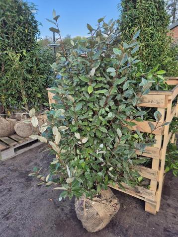 Olijfwilg haagplanten 125-150 cm direct beschikbaar beschikbaar voor biedingen