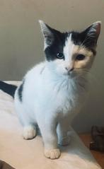 Kitten - Juliëtte, Dieren en Toebehoren, Katten en Kittens | Overige Katten, Poes