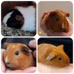 Schattige,jonge cavia's ,te reserveren,kunnen samen,vervoer, Dieren en Toebehoren, Cavia, Mannelijk, Januari, Tam