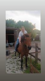 Vertrouwbare verzorgster aangeboden omgeven Etten leur enz, Dieren en Toebehoren, Ophalen of Verzenden, Nieuw