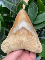 Enorme *patho* megalodon (13,6 cm), haaientand, Indonesië 8, Verzamelen, Mineralen en Fossielen, Ophalen of Verzenden, Fossiel