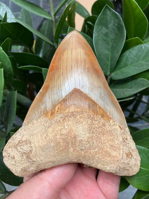 Enorme *patho* megalodon (13,6 cm), haaientand, Indonesië 8, Verzamelen, Mineralen en Fossielen, Fossiel, Ophalen of Verzenden