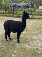 Alpaca merries (drachtig), Vrouwelijk