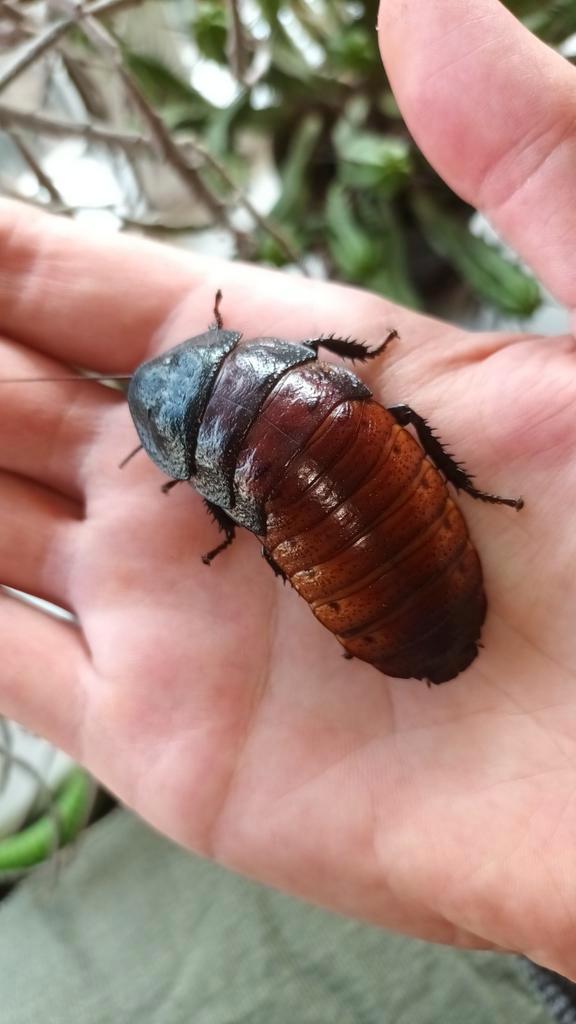 Sissende kakkerlak, Gromphadorhina portentosa, Dieren en Toebehoren, Insecten en Spinnen