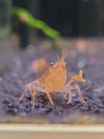 CPO kreeft (Cambarellus patzcuarensis 'orange'), Dieren en Toebehoren, Vissen | Aquariumvissen, Zoetwatervis, Kreeft, Krab of Garnaal