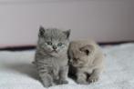Nog twee britse korthaar zusjes beschikbaar!, Dieren en Toebehoren, Katten en Kittens | Raskatten | Korthaar, Poes, Gechipt, 0 tot 2 jaar